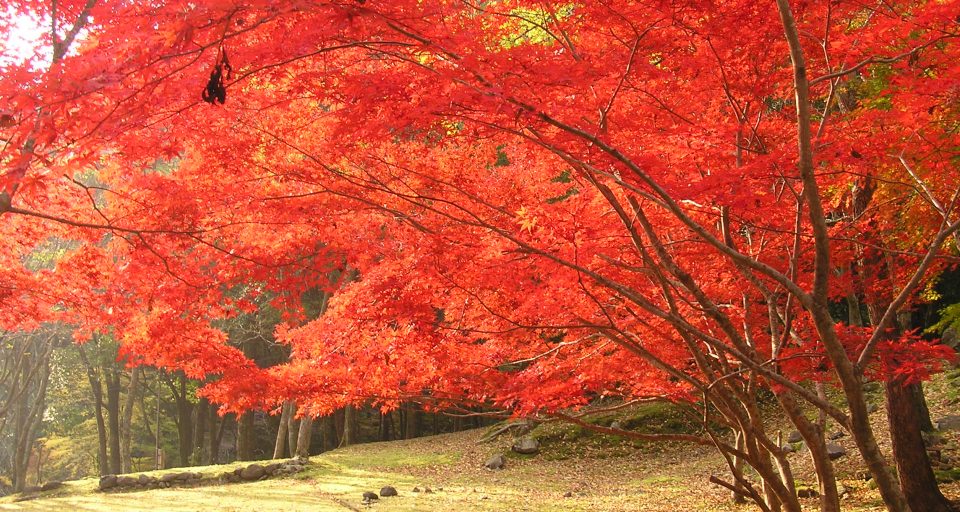 滑床紅葉スペシャルシャワートレッキングツアー開催!